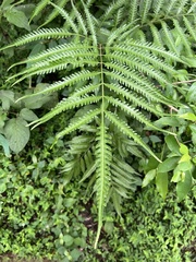 Tectariaceae