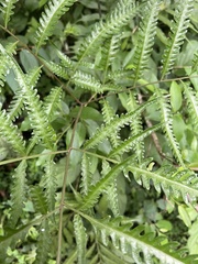 Tectariaceae