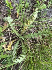 Cirsium nuttallii
