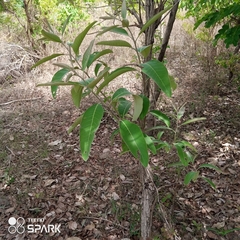 Terminalia avicennioides