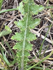 Cirsium nuttallii