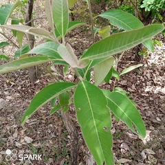 Terminalia avicennioides