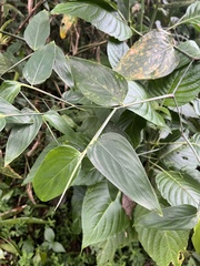 Maranta