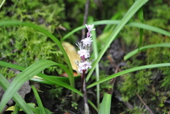 Reineckea carnea
