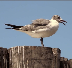 Leucophaeus atricilla megalopterus