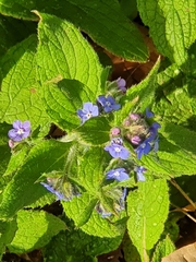 Pentaglottis sempervirens