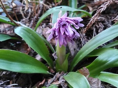 Heloniopsis orientalis