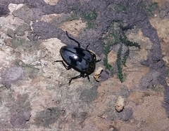 Prepopharus eduardoi