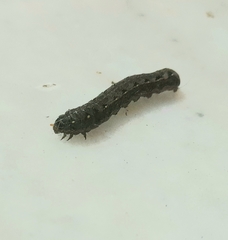 Lepidoptera