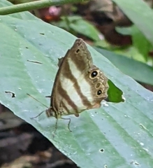 Pareuptychia hesionides