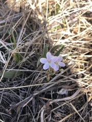Claytonia rosea