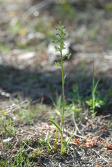 Platanthera algeriensis