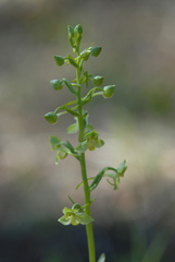 Platanthera algeriensis