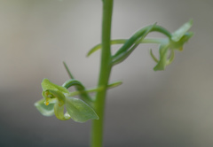 Platanthera algeriensis
