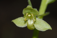 Platanthera algeriensis
