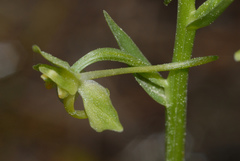 Platanthera algeriensis