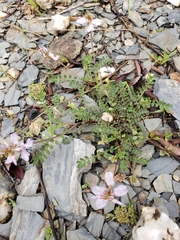 Astragalus distortus engelmannii
