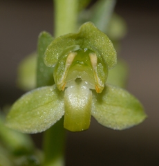 Platanthera algeriensis