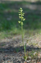 Platanthera algeriensis