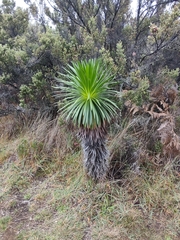 Argyroxiphium grayanum