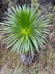 Argyroxiphium grayanum
