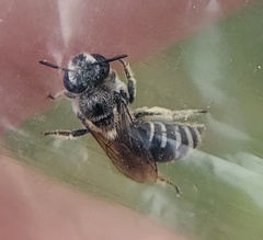 Colletes titusensis