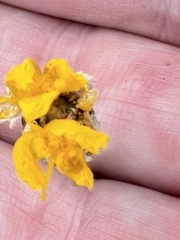Xyris elliottii