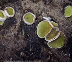 Ascobolus scatigenus