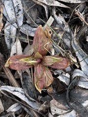 Magnoliopsida