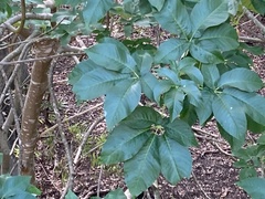 Aesculus californica