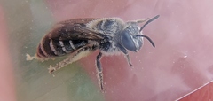 Colletes titusensis