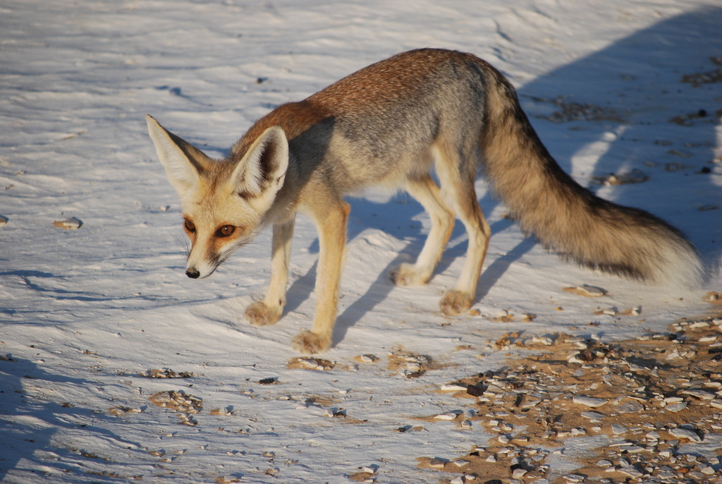 Sand Fox