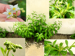 Solanum asperum