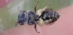 Colletes titusensis