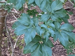 Aesculus californica