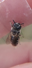 Colletes titusensis