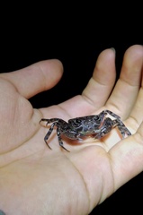 Potamiscus motuoensis
