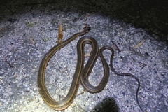 Hebius septemlineatus