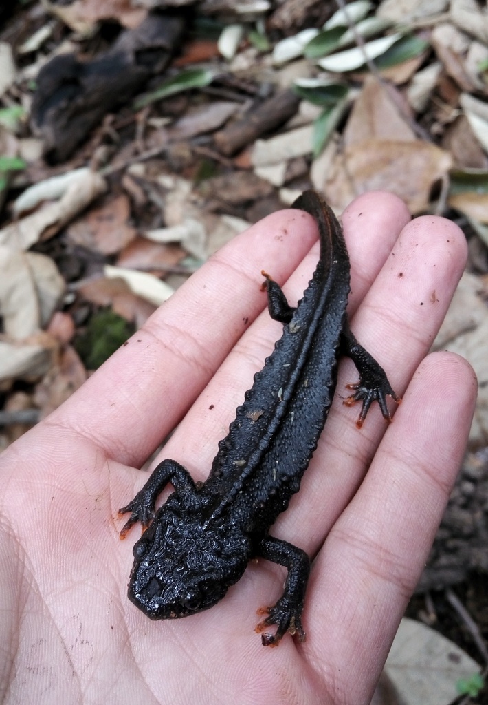 Sin's Crocodile Newt
