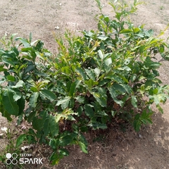 Diospyros mespiliformis