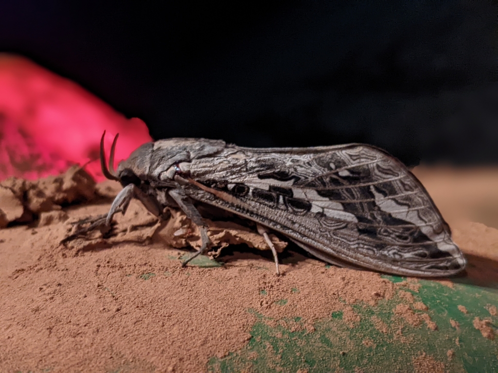 Red-gum Ghost Moth