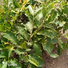 Diospyros mespiliformis