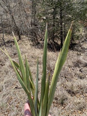 Yucca rupicola