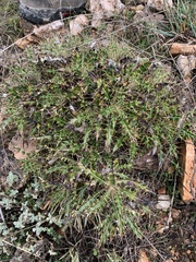 Ptilostemon hispanicus