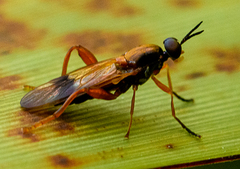 Benhamyia apicalis
