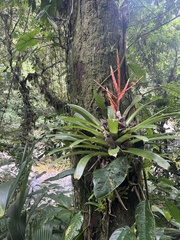 Red Vriesea (Vriesea rubra)