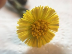 Tussilago farfara