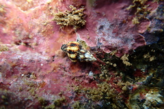 Peristernia chlorostoma