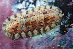 Stenoplax petaloides