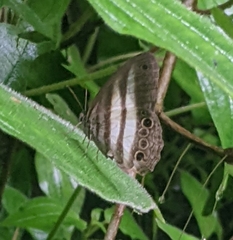 Pareuptychia hesionides